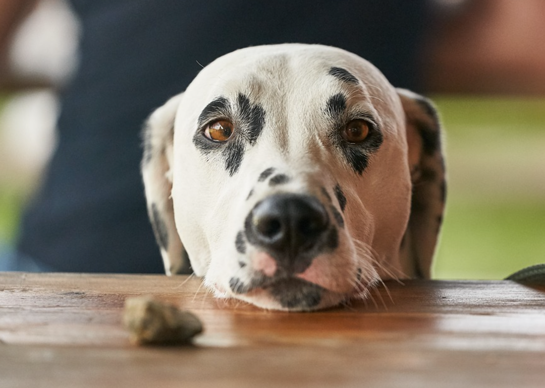 #63. Dalmatian